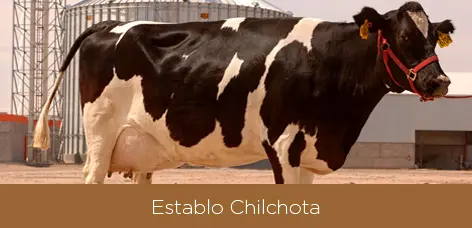 Chilchota